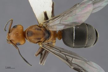 Media type: image; Entomology 520043